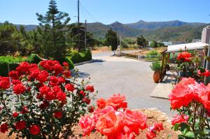 a bunch of red roses in a garden at Lagos Studios & Apartments in Palekastron
