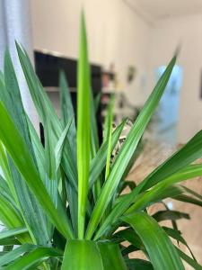 Gallery image of Casa Mina Cadiz in Cádiz