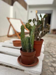 a group of cactuses in pots on a table at IN-Cascais Suite Deluxe com pátio privado in Cascais