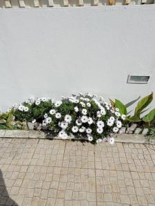 a bunch of white flowers next to a wall at Beach and Surf House in Costa da Caparica