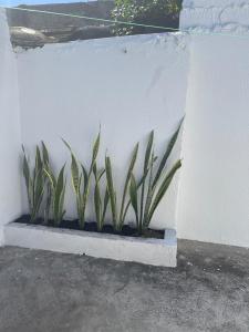two plants in a planter against a white wall at Apartamento Vacacional Riohacha in Ríohacha