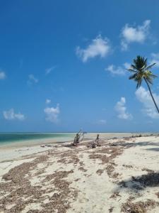 a palm tree on a sandy beach with the ocean at Mgeni Homestay in Kilindoni