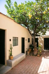 un patio con un albero accanto a un edificio di 509 Accommodation a Città di Oaxaca