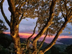 un árbol con la puesta de sol en el fondo en CASEDDU A LECCIA vue mer et piscine, en Viggianello