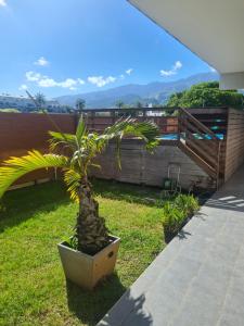 a palm tree in a pot sitting on the grass at Studio Ninirei in Papeete