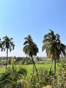 a group of palm trees in a field at VAIBHAV HOME STAY in Hampi