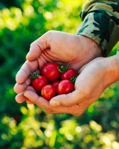 una persona che tiene in mano una manciata di pomodori rossi di Agriturismo Paradiso a Parabita