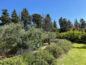 ogród z krzakami i drzewami na polu w obiekcie Beau studio en duo au coeur du Luberon w mieście Saumane-de-Vaucluse +2 zdjęcia