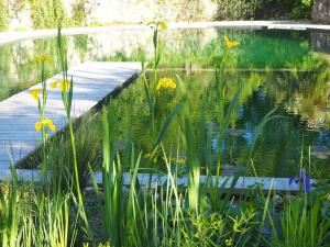 a pool of water with flowers in front of it at Maison Terre Les Cabanes de Fallot - sauna bain-froid piscine naturelle in LʼIsle-Bouzon