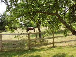 a horse grazing in a field next to a fence at Tickeridge Farm in Hanley Castle