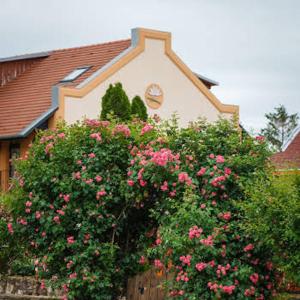 a bush with pink flowers in front of a house at Garden Vendégház Makó in Makó