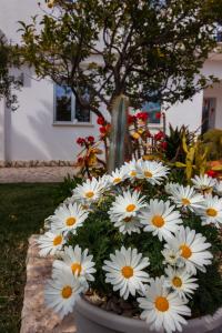 Um jardim no exterior de 5 elementi
