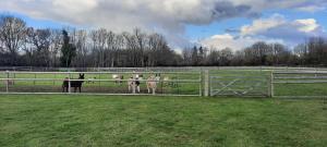a group of animals standing behind a fence at Blashford Manor Farmhouse Holiday Cottage - The Shire Cottage in Ellingham