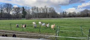 a group of sheep walking in a field at Blashford Manor Farmhouse - New Forest Cottage in Ringwood