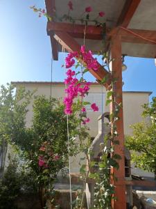 a pergola with pink flowers hanging from it at Apartmany Makarská in Drvenik
