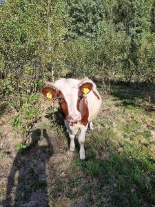 una vaca blanca y marrón parada en un campo en Domek nad stawem, 