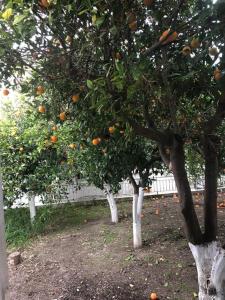 Kalavárda的住宿－Traditional house kalavarda Rhodes，院子里有三棵橘子树,有栅栏