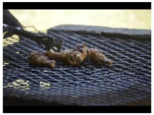 two pieces of meat cooking on a grill at Horizon Garden Party & Events Venue in Randfontein