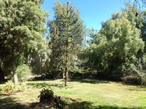 un árbol en medio de un campo con árboles en Casa Curapil en San Carlos de Bariloche