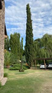 a tall pine tree in a yard with cars at Alto Chacras Cottage in Chacras de Coria