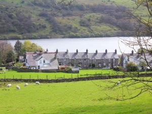 a group of sheep grazing in a field in front of a house at Isallt in Nantlle