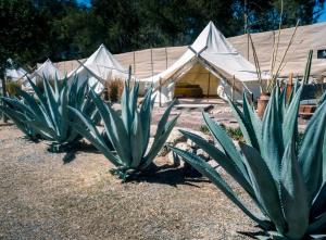 Zahrada ubytování Nomada Glamping & Aguas Termales - San Miguel de Allende X NANTLI LIVING