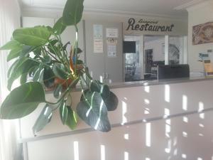 roślina siedząca na ladzie apteki w obiekcie Yass Motel w mieście Yass