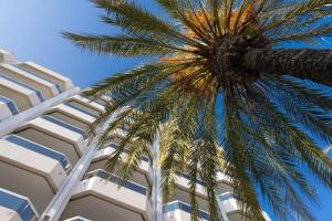 a palm tree in front of a building at Hôtel Riva Art & Spa in Menton