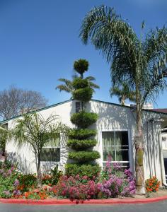 a palm tree and flowers in front of a building at Mission Bell Motel in Ventura