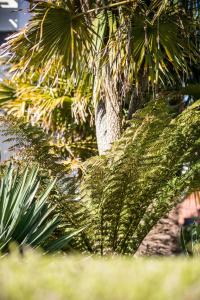 a close up of a palm tree at No5 Durley Road - Contemporary serviced rooms and suites - no food available in Bournemouth