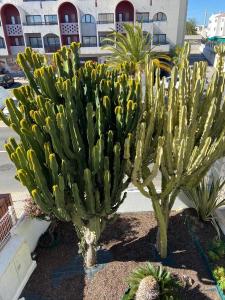 due grandi piante di cactus di fronte a un edificio di Apartamentos Carruna ad Albufeira