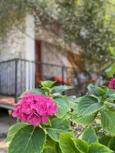 A garden outside Via Verdi 14