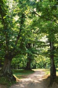 un camino de tierra a través de un bosque con árboles en Agriturismo La Leggenda, en Santa Fiora