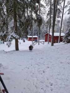 a sheep standing in the snow in front of a barn at Huumoriharju in Karkkila