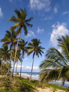 un grupo de palmeras en una playa en João Praia Hotel, en Maraú