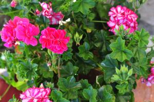 A garden outside Pansion Evi
