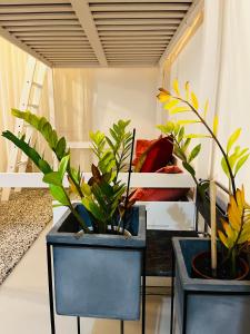 due piante in una stanza con un letto di Sweet Life House Rome Cavour a Roma
