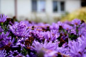 Zahrada ubytování Hotel Zabawa