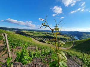 a vineyard in the hills with a plant in the foreground at Ferienhaus Fisch 