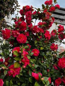 A garden outside Giresio 41 - Your Penthouse with Rooftop Garden in Milano Navigli - WIFI