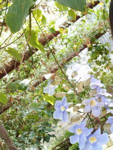 un montón de flores azules y blancas en una planta en Relajante y amplio con jardín en 