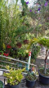 Jardín al aire libre en Tree Cool Resort