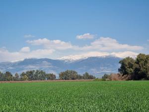 a green field with snow covered mountains in the background at Yarden Estate Boutique Hotel in Yesod Hamaala