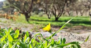 A garden outside Cortijo AguaChá