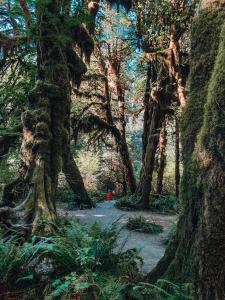 a person walking through a forest with trees at Wander Camp Olympic in Port Angeles