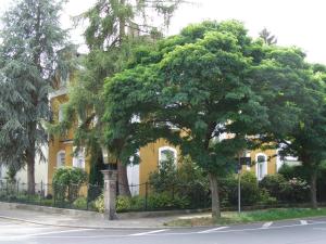 un grand arbre devant un bâtiment jaune dans l'établissement Hotel Villa Glas, à Erlangen