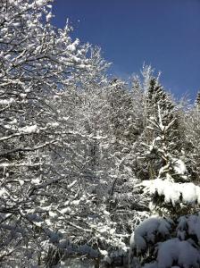 um grupo de árvores cobertas de neve em Chalet OTT - apartment in the mountains with sauna em Saint-Cergue