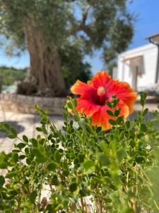 A garden outside Masseria I Raffi b&b