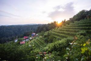 a vineyard on a hill with the sun setting at Holiday home in Sentvid pri Sticni - Zentralslowenien 43927 in Šentvid pri Stični