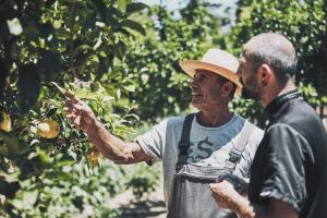 two men are looking at an apple tree at Yria Island Boutique Hotel & Spa in Parasporos